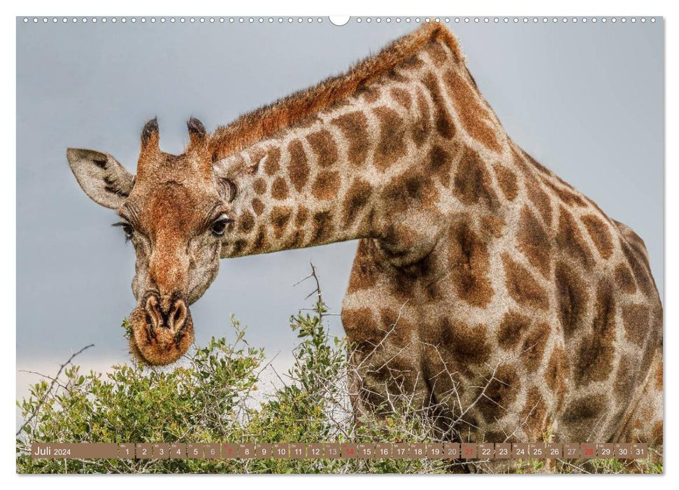 La faune africaine : les girafes (Calendrier mural CALVENDO 2024) 