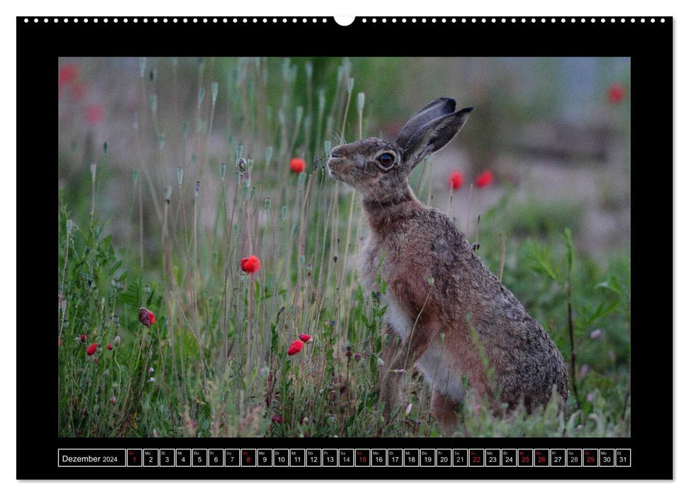 Field Hares - Master Lamp in Franconia (CALVENDO Wall Calendar 2024) 