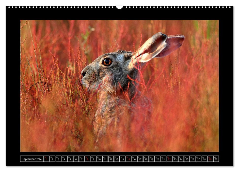 Field Hares - Master Lamp in Franconia (CALVENDO Wall Calendar 2024) 