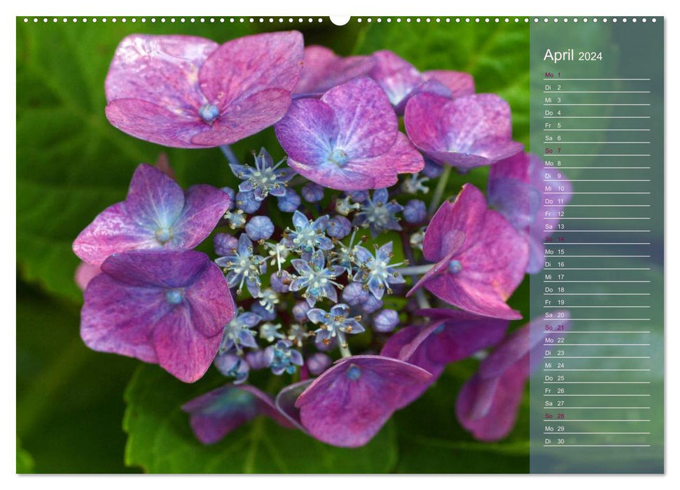 Hydrangeas / Birthday Calendar (CALVENDO Premium Wall Calendar 2024) 