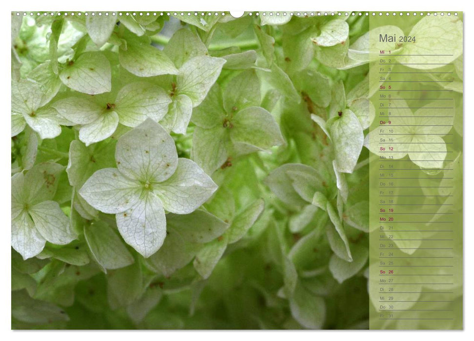 Hydrangeas / Birthday Calendar (CALVENDO Premium Wall Calendar 2024) 