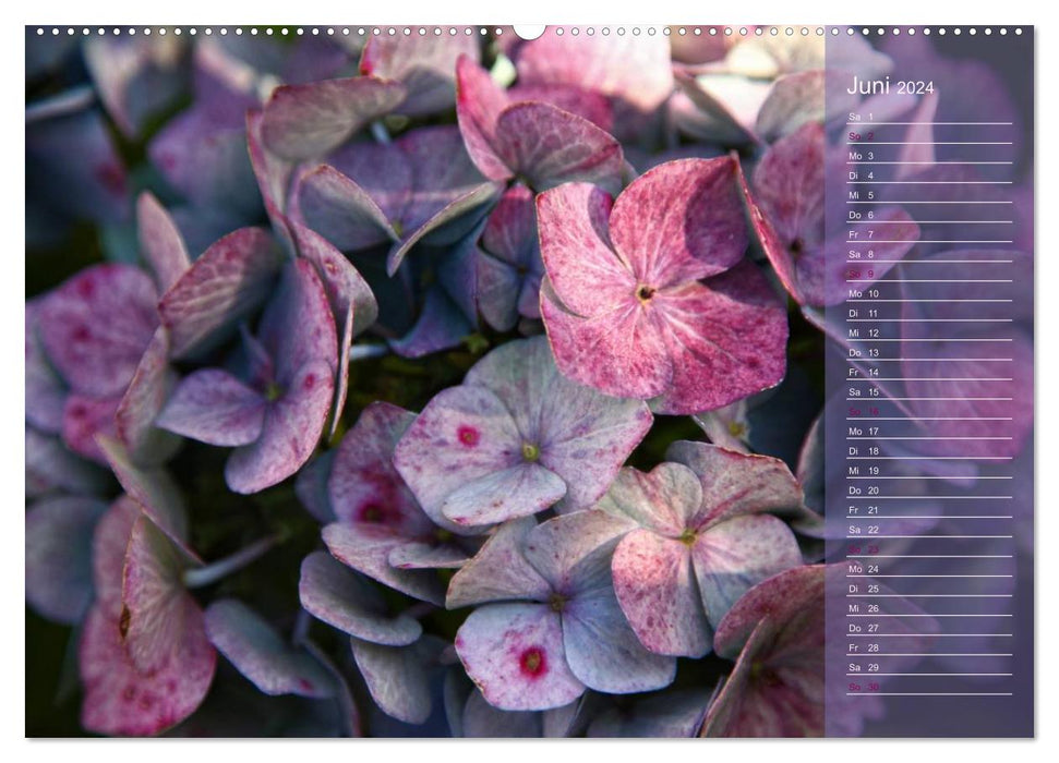 Hortensien / Geburtstagskalender (CALVENDO Premium Wandkalender 2024)