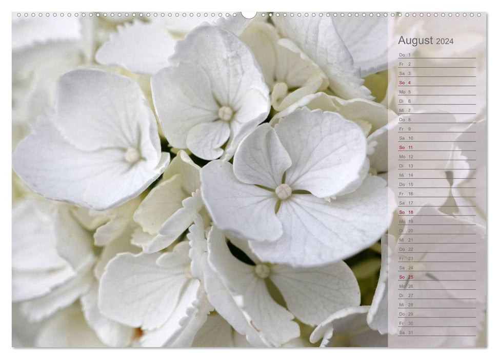 Hydrangeas / Birthday Calendar (CALVENDO Premium Wall Calendar 2024) 