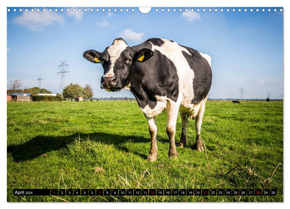 Beautiful East Frisia (CALVENDO wall calendar 2024) 