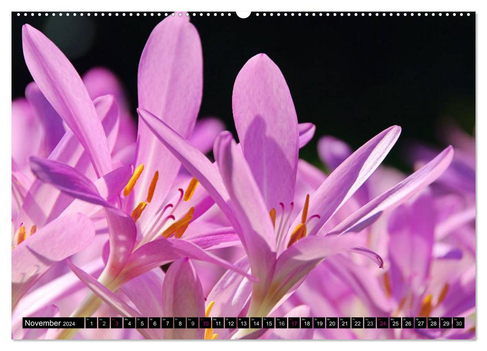 Flower dreams in pink and pink (CALVENDO Premium Wall Calendar 2024) 