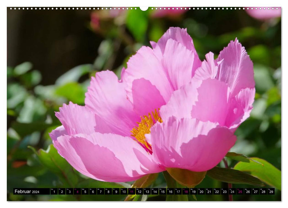 Flower dreams in pink and pink (CALVENDO Premium Wall Calendar 2024) 