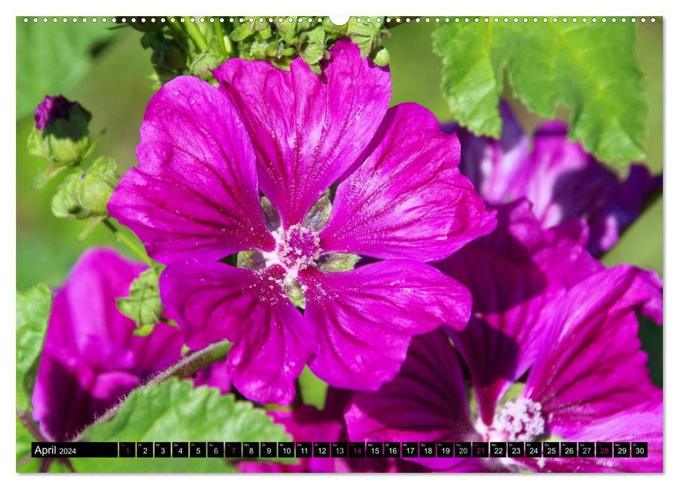 Blütenträume in Rosa und Pink (CALVENDO Premium Wandkalender 2024)