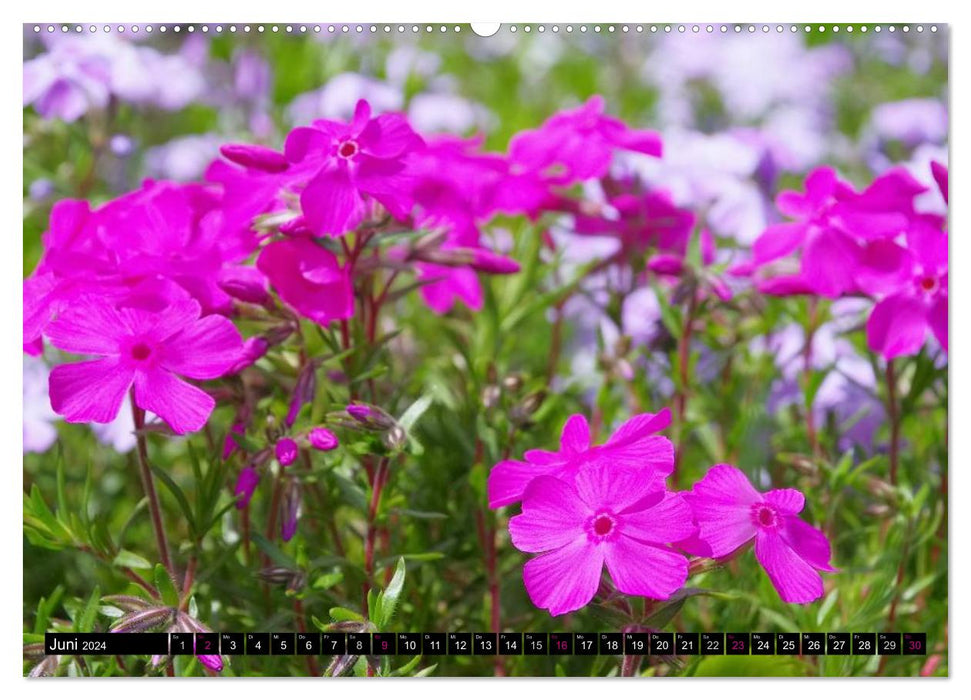 Flower dreams in pink and pink (CALVENDO Premium Wall Calendar 2024) 