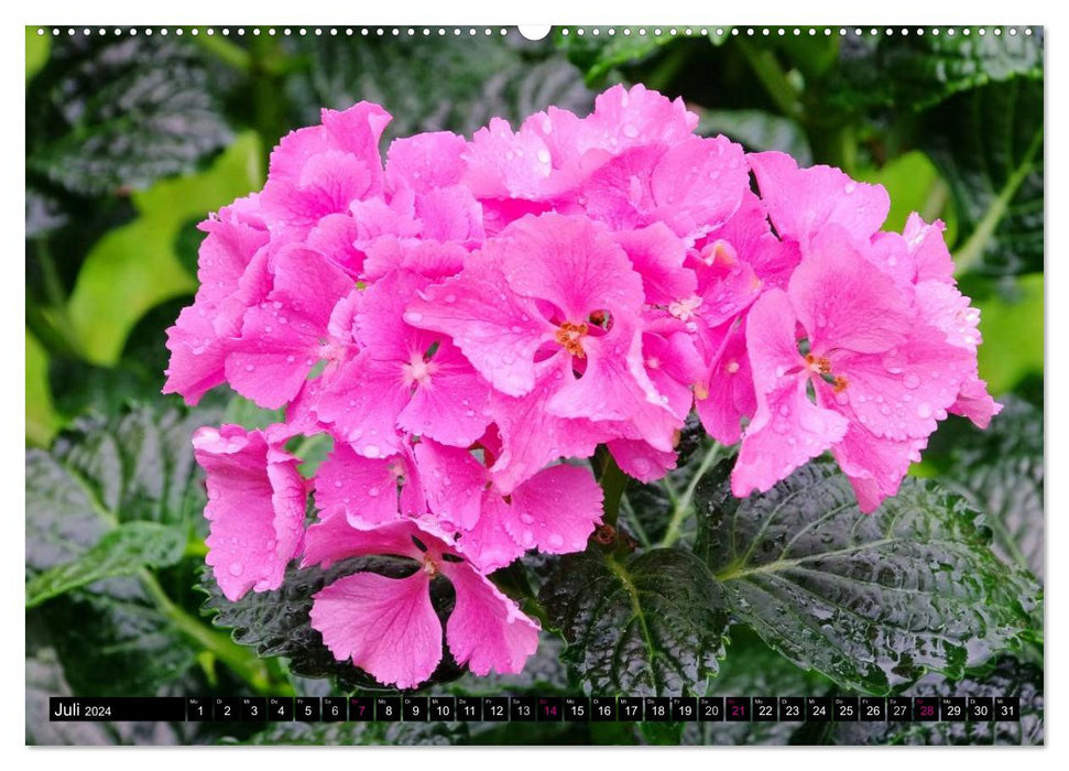 Flower dreams in pink and pink (CALVENDO Premium Wall Calendar 2024) 