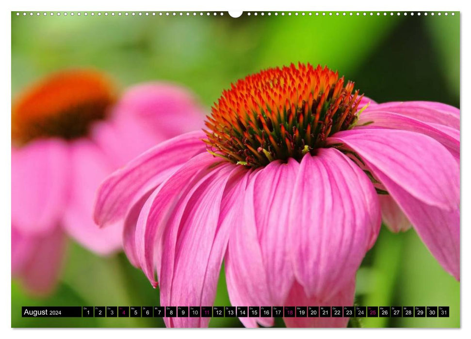 Flower dreams in pink and pink (CALVENDO Premium Wall Calendar 2024) 