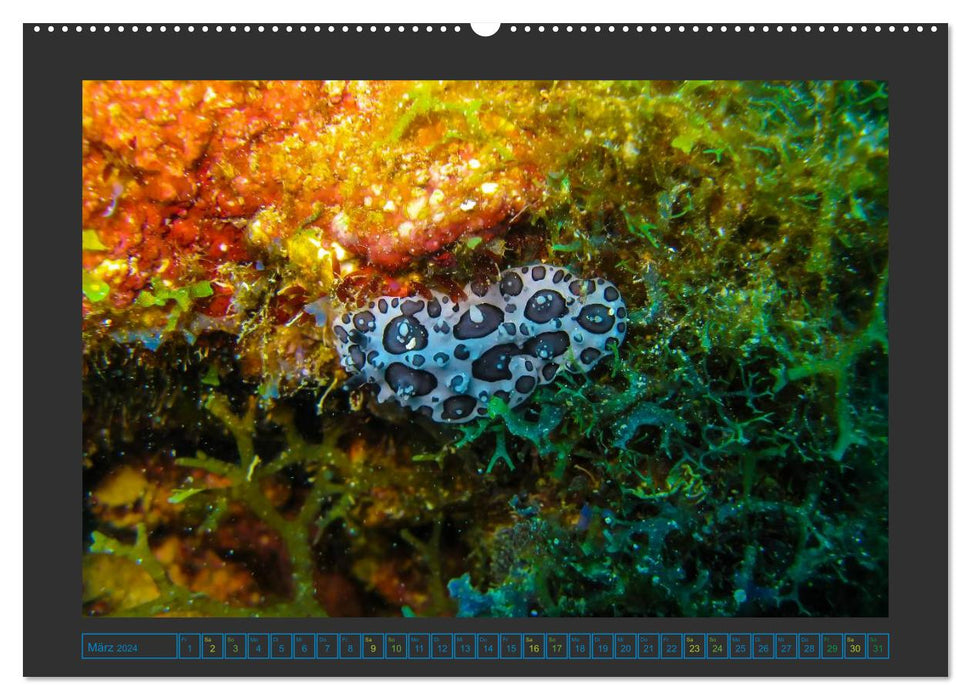 Underwater world - Life on the coral reef (CALVENDO Premium Wall Calendar 2024) 