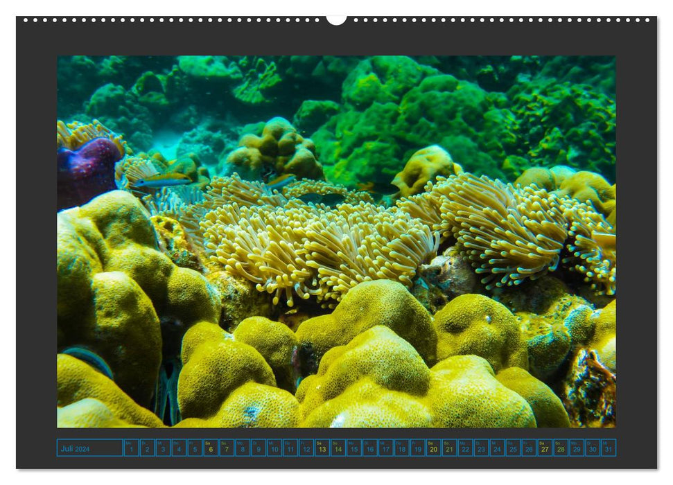 Monde sous-marin - La vie sur le récif corallien (Calendrier mural CALVENDO Premium 2024) 