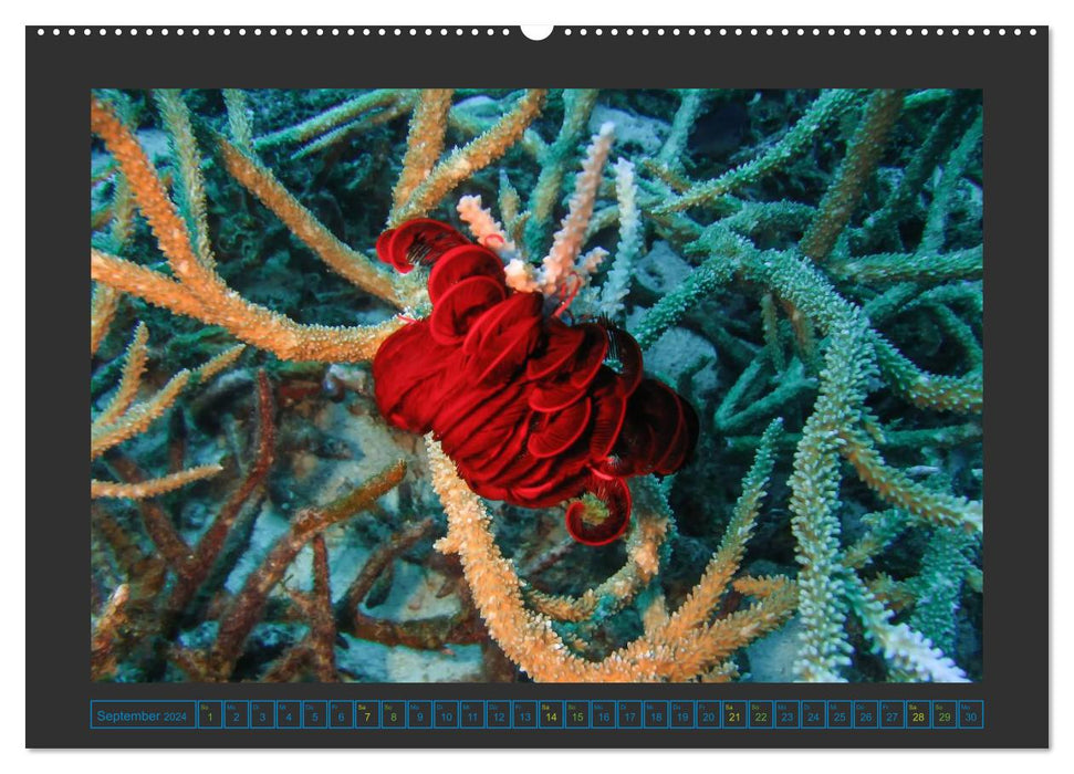 Monde sous-marin - La vie sur le récif corallien (Calendrier mural CALVENDO Premium 2024) 