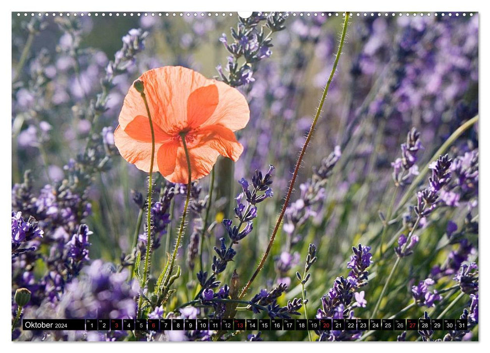 Provence Impressionen (CALVENDO Wandkalender 2024)