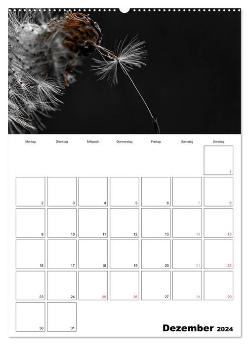 schwarz/weiß trifft farbe - DEIN TERMINKALENDER / Planer (CALVENDO Premium Wandkalender 2024)