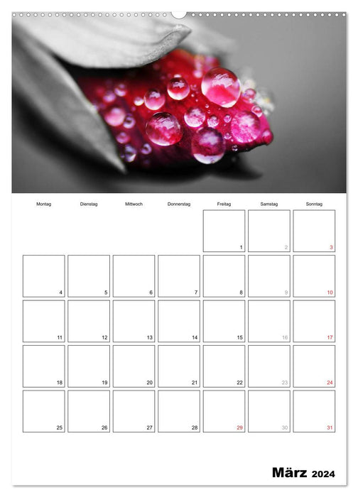 black/white meets color - YOUR CALENDAR / Planner (CALVENDO Premium Wall Calendar 2024) 