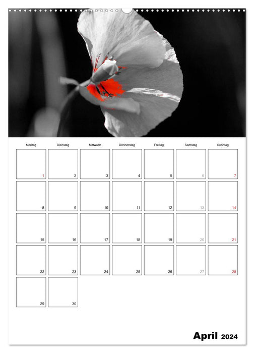 black/white meets color - YOUR CALENDAR / Planner (CALVENDO Premium Wall Calendar 2024) 