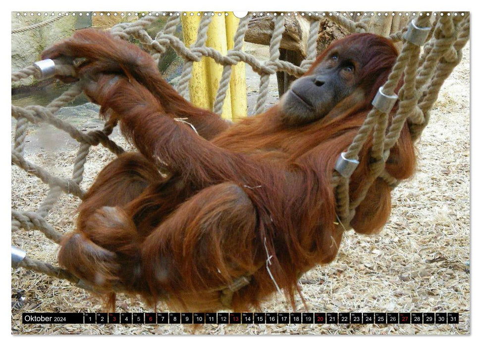 Orangutans (CALVENDO Premium Wall Calendar 2024) 