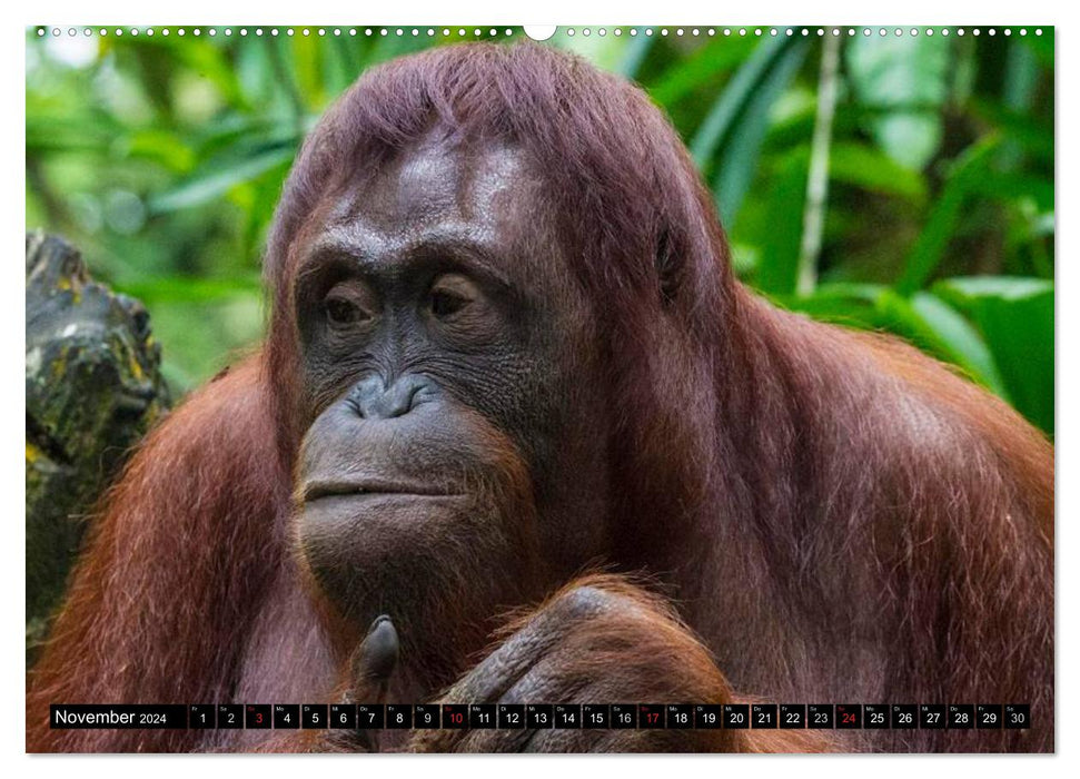 Orangutans (CALVENDO Premium Wall Calendar 2024) 