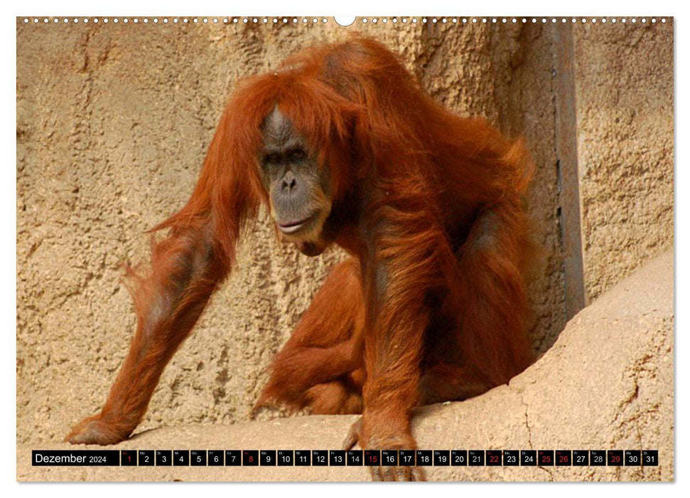 Orangutans (CALVENDO Premium Wall Calendar 2024) 