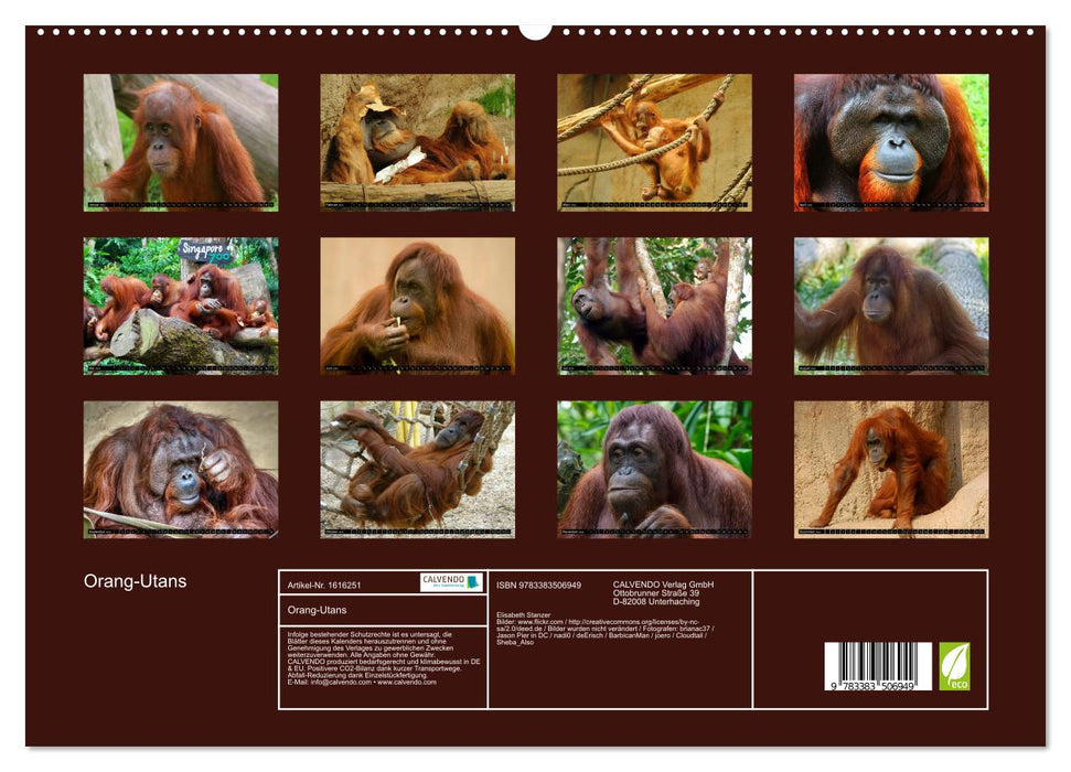 Orang-Utans (CALVENDO Premium Wandkalender 2024)