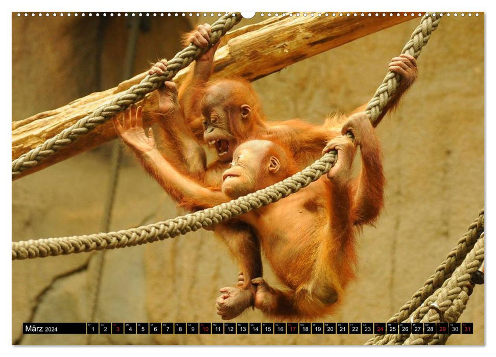 Orangutans (CALVENDO Premium Wall Calendar 2024) 