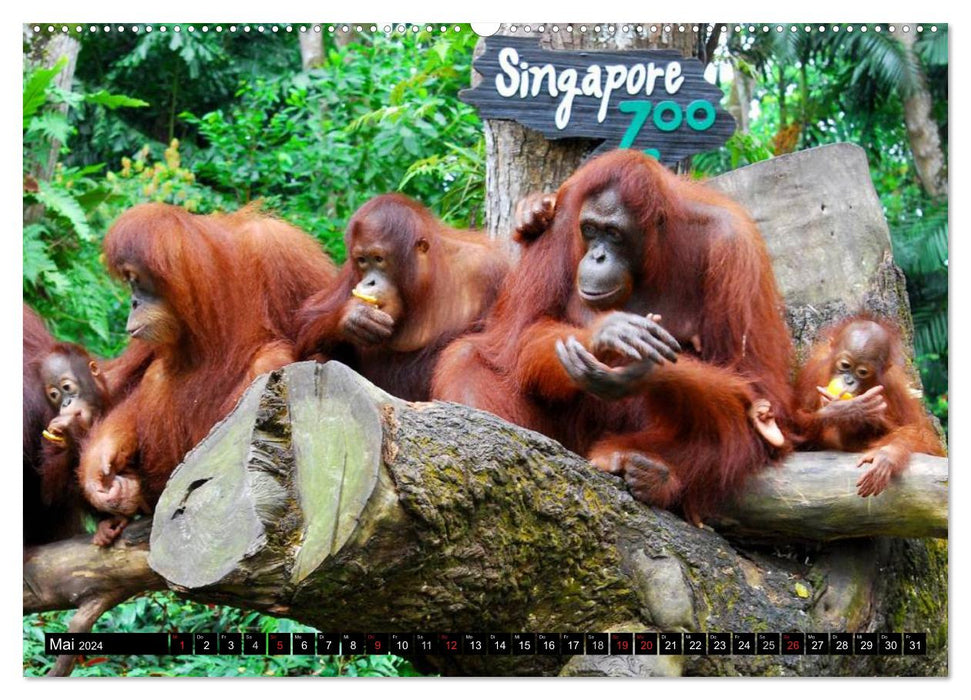 Orangutans (CALVENDO Premium Wall Calendar 2024) 