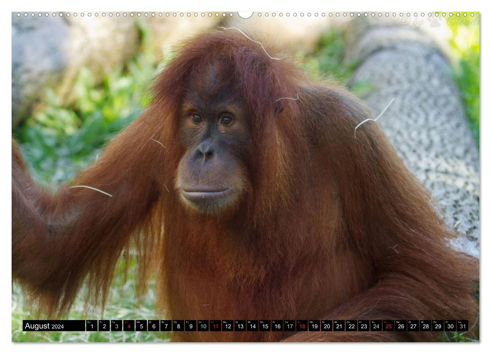 Orangutans (CALVENDO Premium Wall Calendar 2024) 