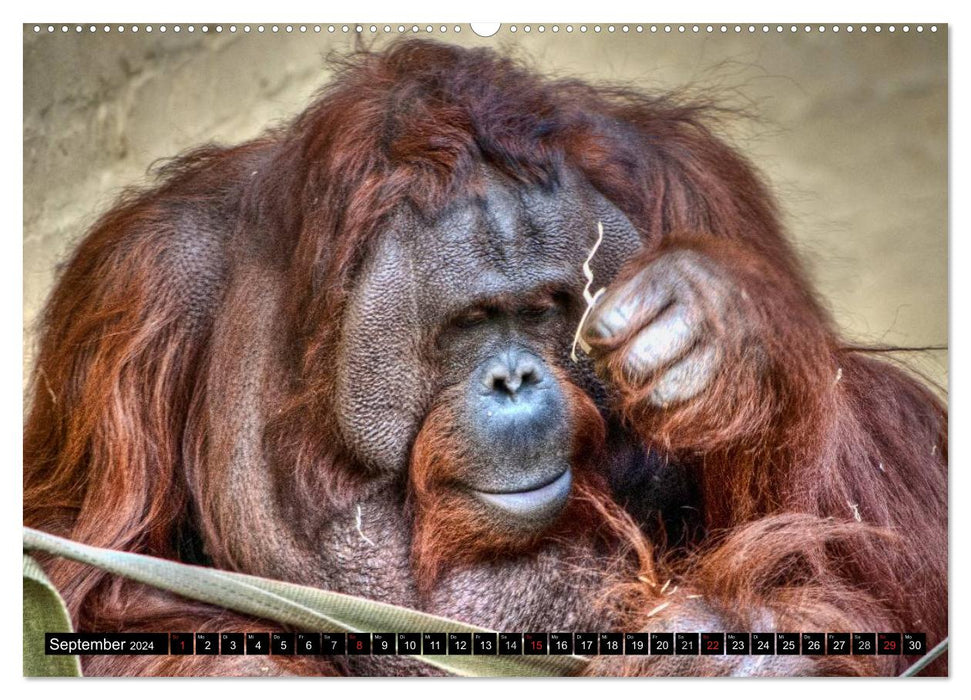 Orangutans (CALVENDO Premium Wall Calendar 2024) 