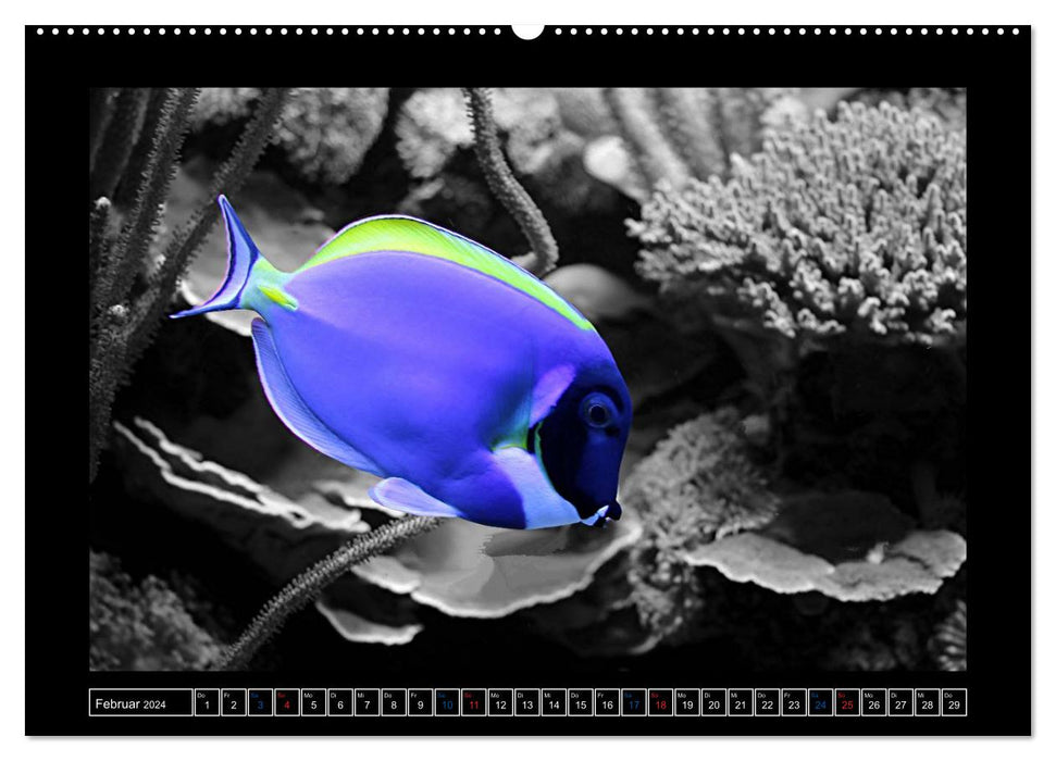 Fish on the reef (CALVENDO Premium Wall Calendar 2024) 
