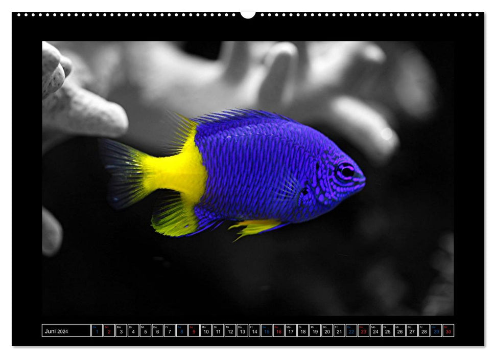 Fish on the reef (CALVENDO Premium Wall Calendar 2024) 