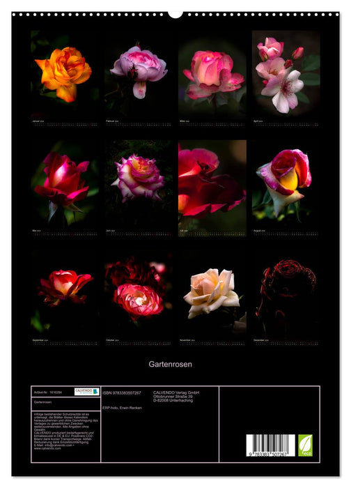 Roses de jardin (Calendrier mural CALVENDO Premium 2024) 