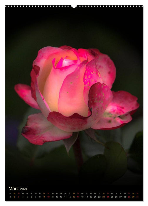 Garden roses (CALVENDO Premium wall calendar 2024) 