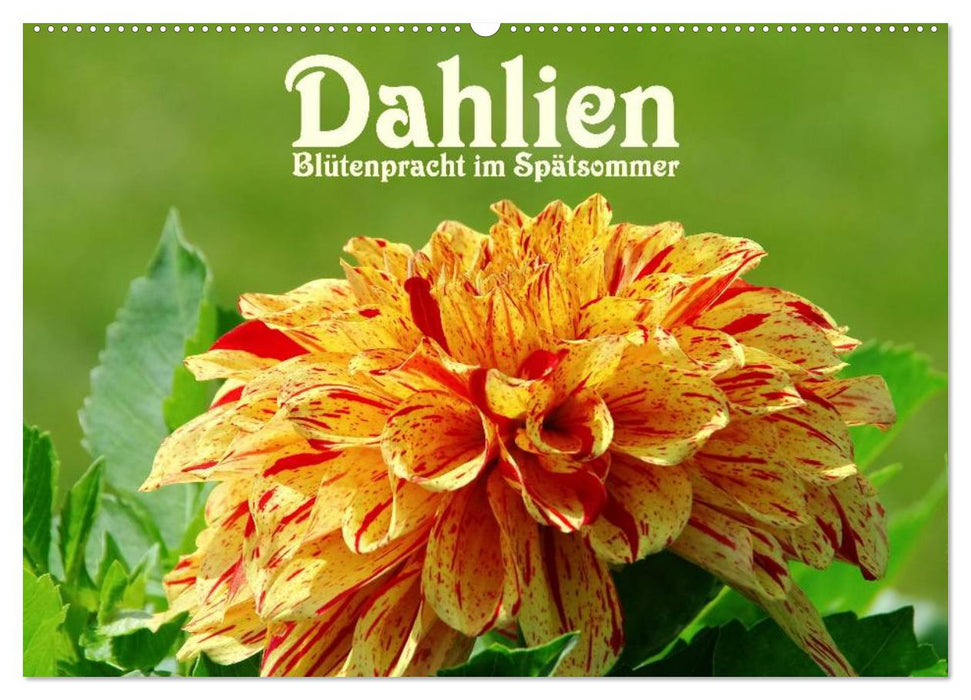 Dahlias - flowers in late summer (CALVENDO wall calendar 2024) 