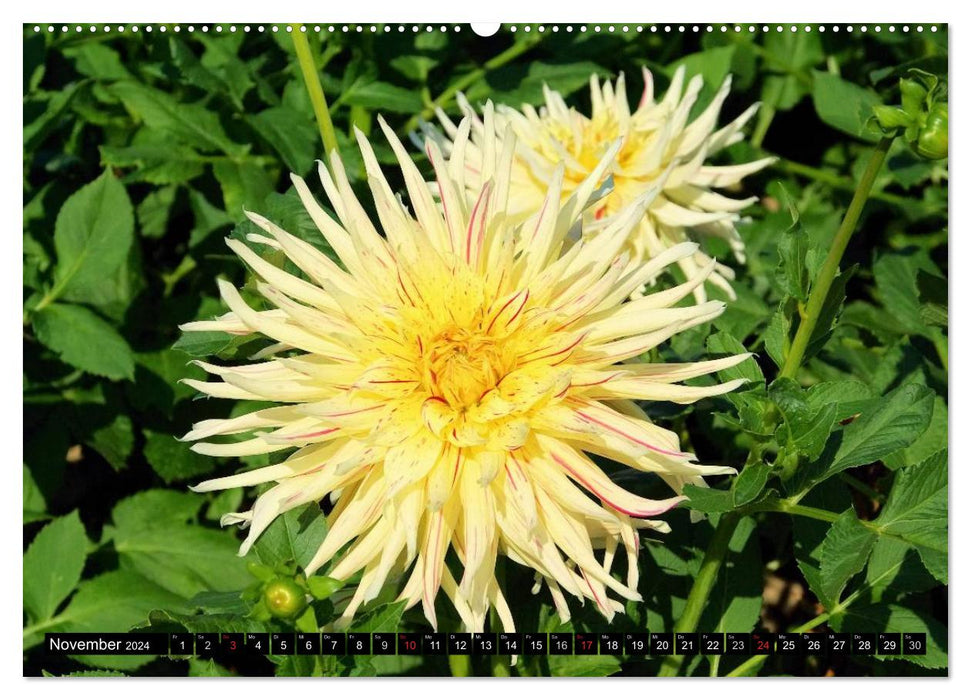 Dahlien - Blütenpracht im Spätsommer (CALVENDO Wandkalender 2024)