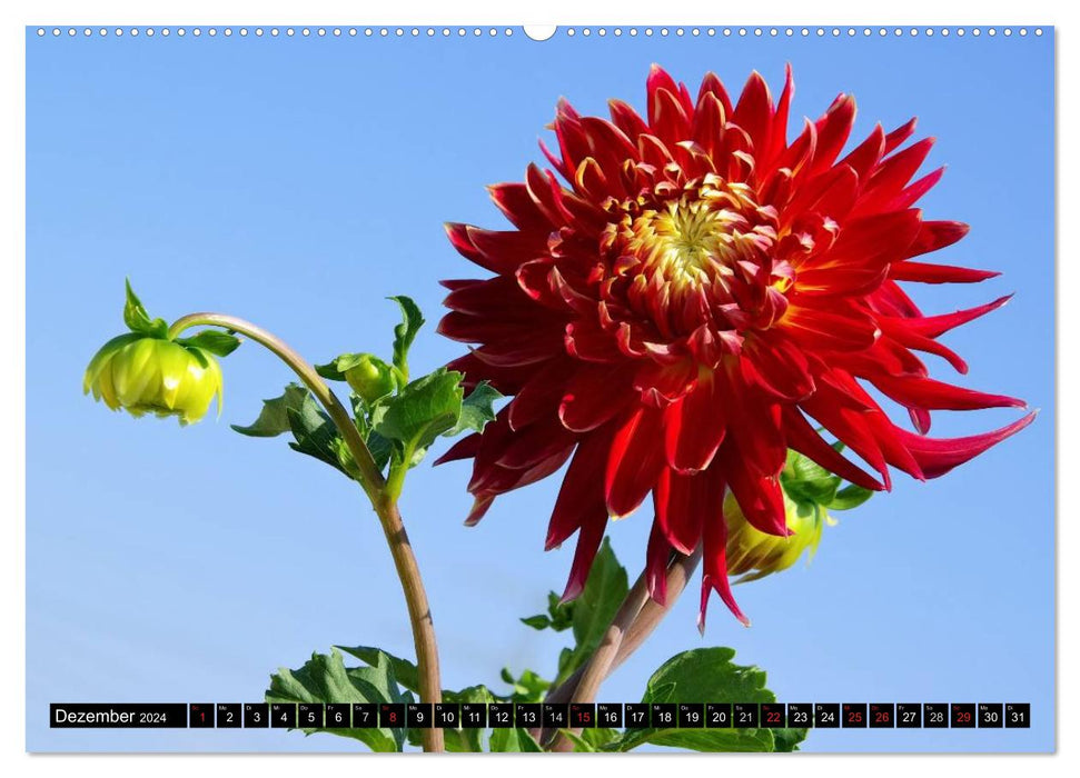 Dahlias - flowers in late summer (CALVENDO wall calendar 2024) 
