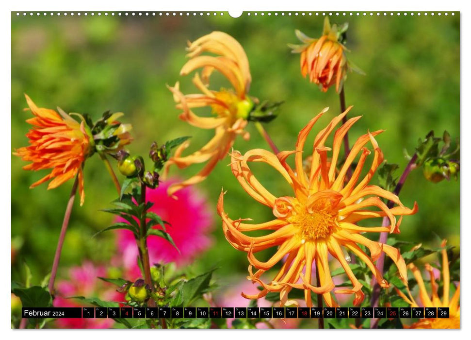 Dahlien - Blütenpracht im Spätsommer (CALVENDO Wandkalender 2024)