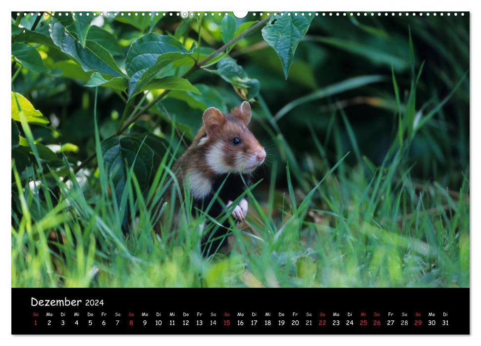 Naturjuwelen - Neusiedler See (CALVENDO Premium Wandkalender 2024)