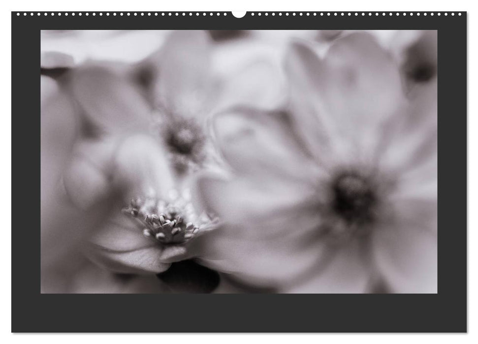 Plants in black and white / CH version (CALVENDO Premium Wall Calendar 2024) 