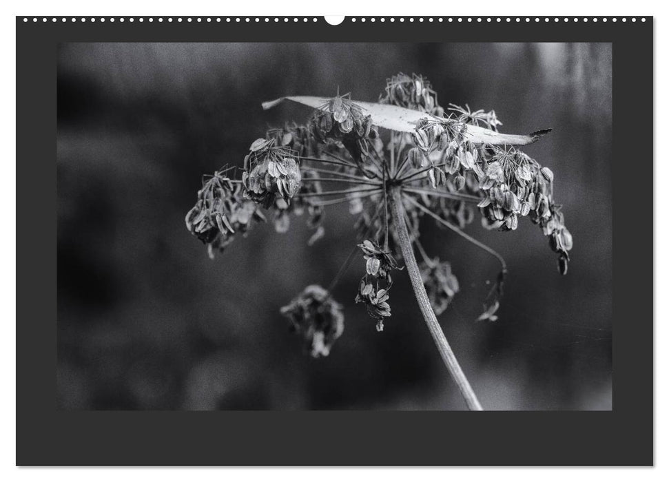 Plants in black and white / CH version (CALVENDO Premium Wall Calendar 2024) 