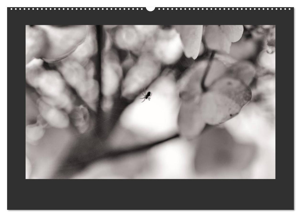 Plants in black and white / CH version (CALVENDO Premium Wall Calendar 2024) 