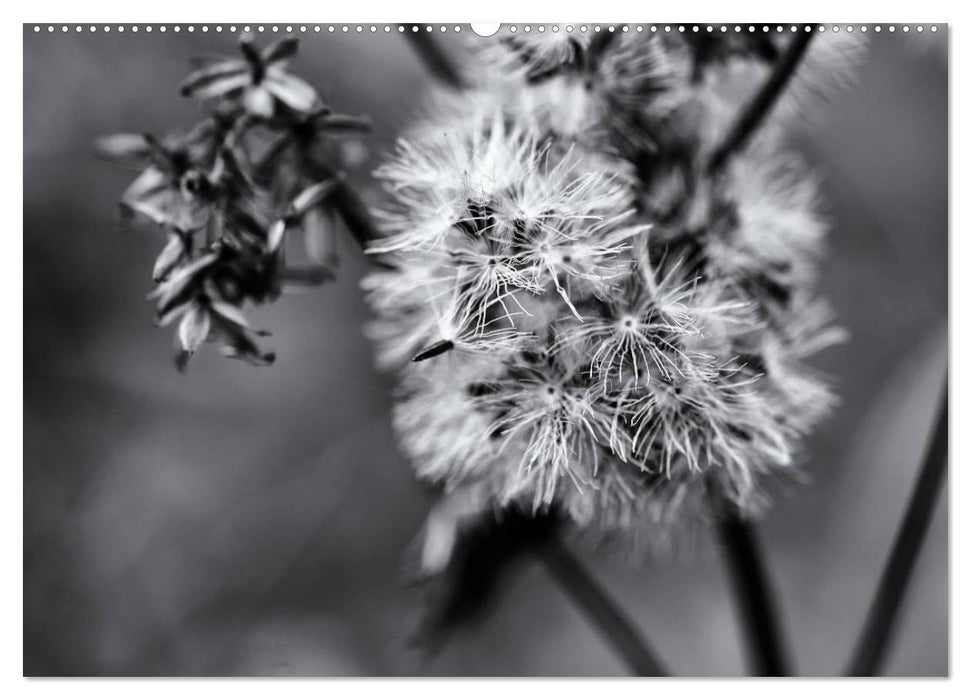 Plants in black and white / CH version (CALVENDO Premium Wall Calendar 2024) 