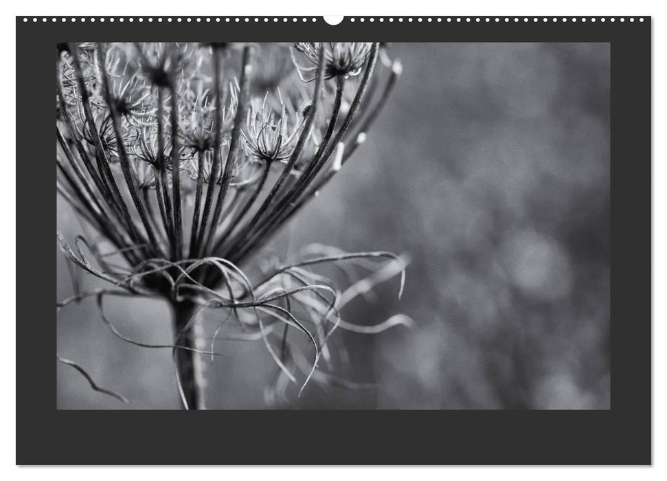 Plants in black and white / CH version (CALVENDO Premium Wall Calendar 2024) 