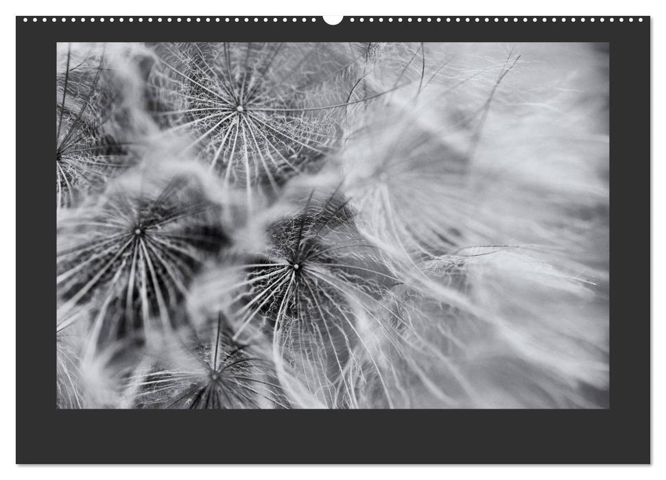 Plants in black and white / CH version (CALVENDO Premium Wall Calendar 2024) 