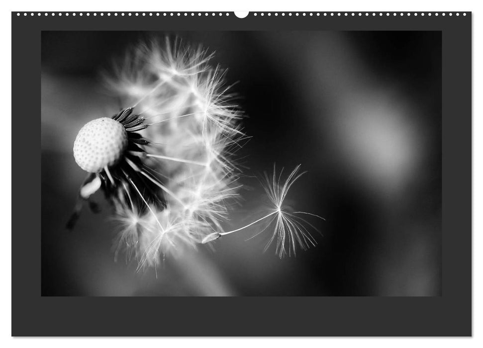 Plants in black and white / CH version (CALVENDO Premium Wall Calendar 2024) 
