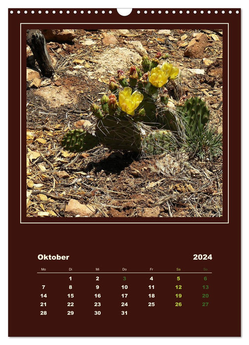 Cactus sauvages d'Amérique (Calendrier mural CALVENDO 2024) 