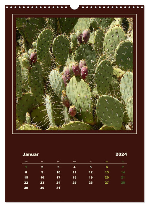 Wild Cacti of America (CALVENDO Wall Calendar 2024) 