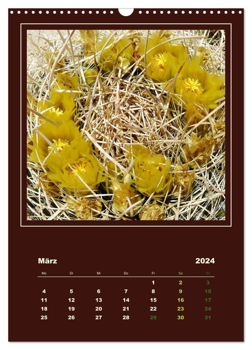 Wild Cacti of America (CALVENDO Wall Calendar 2024) 