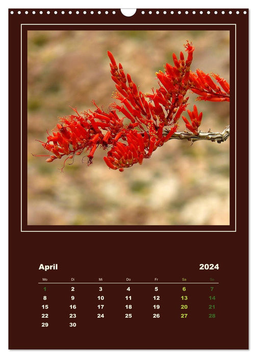 Wild Cacti of America (CALVENDO Wall Calendar 2024) 
