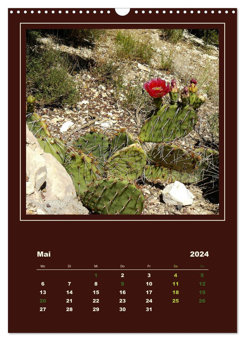 Cactus sauvages d'Amérique (Calendrier mural CALVENDO 2024) 